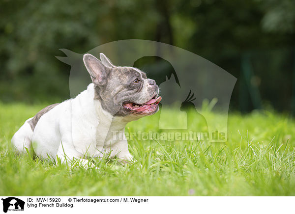 lying French Bulldog / MW-15920