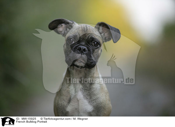 Franzsische Bulldogge Portrait / French Bulldog Portrait / MW-15925