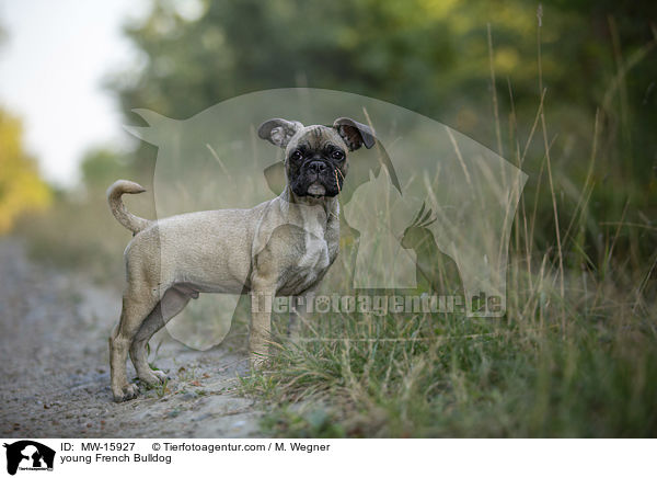 junge Franzsische Bulldogge / young French Bulldog / MW-15927