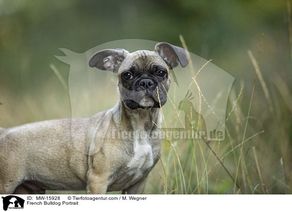 French Bulldog Portrait / MW-15928