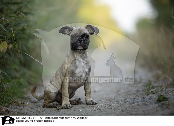 sitting young French Bulldog / MW-15931