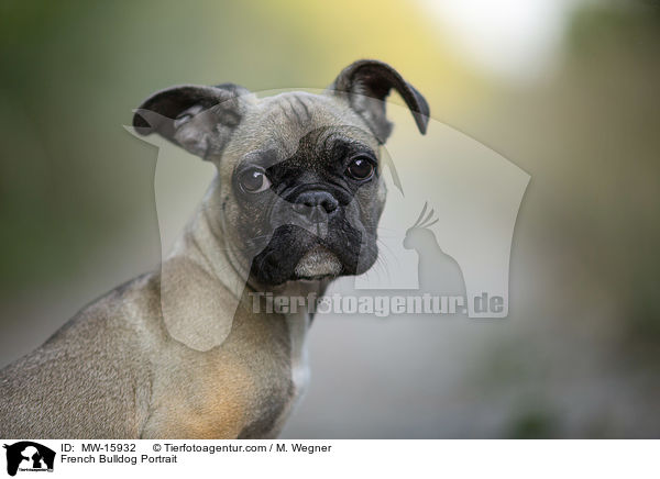 French Bulldog Portrait / MW-15932