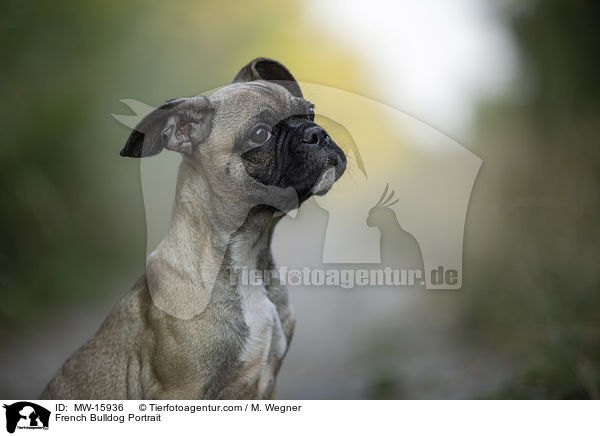 French Bulldog Portrait / MW-15936