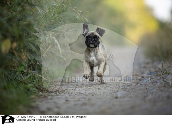 running young French Bulldog / MW-15942