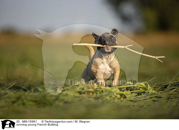 running young French Bulldog / MW-15961