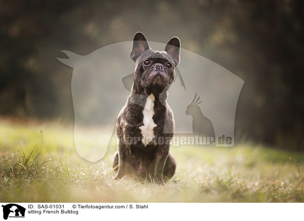 sitzende Franzsische Bulldogge / sitting French Bulldog / SAS-01031
