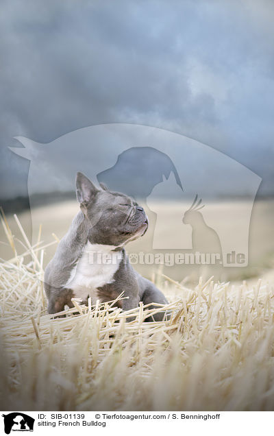sitzende Franzsische Bulldogge / sitting French Bulldog / SIB-01139