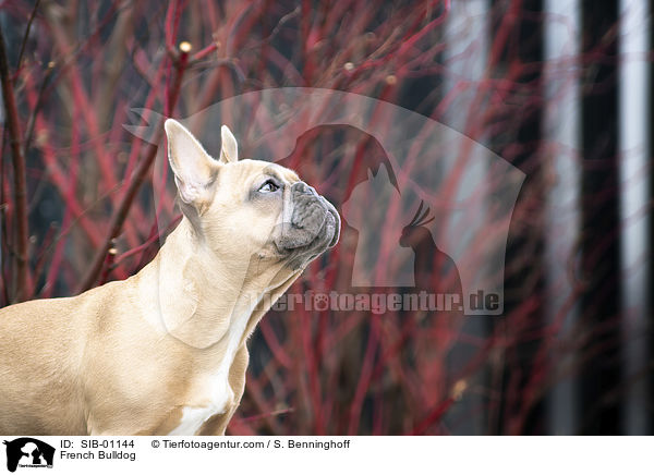 Franzsische Bulldogge / French Bulldog / SIB-01144