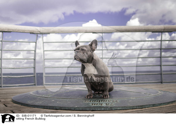 sitzende Franzsische Bulldogge / sitting French Bulldog / SIB-01171