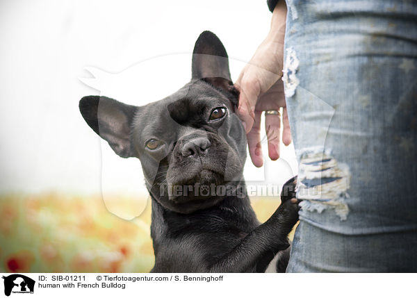 Mensch mit Franzsische Bulldogge / human with French Bulldog / SIB-01211