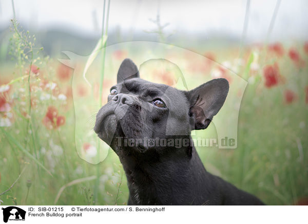 Franzsische Bulldogge Portrait / French Bulldog portrait / SIB-01215