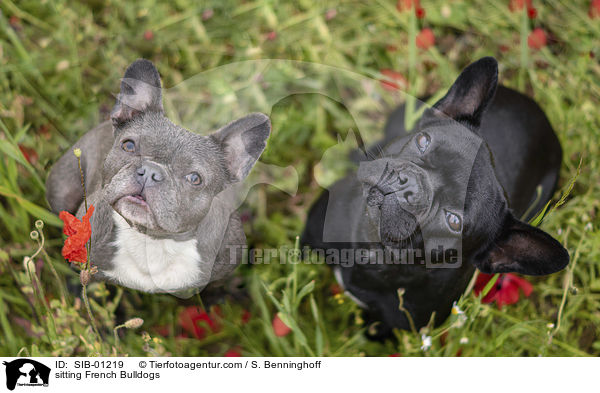 sitzende Franzsische Bulldoggen / sitting French Bulldogs / SIB-01219