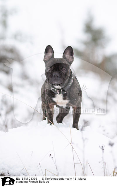 standing French Bulldog / STM-01393