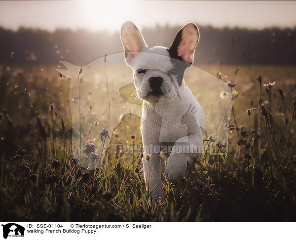 walking French Bulldog Puppy / SSE-01104