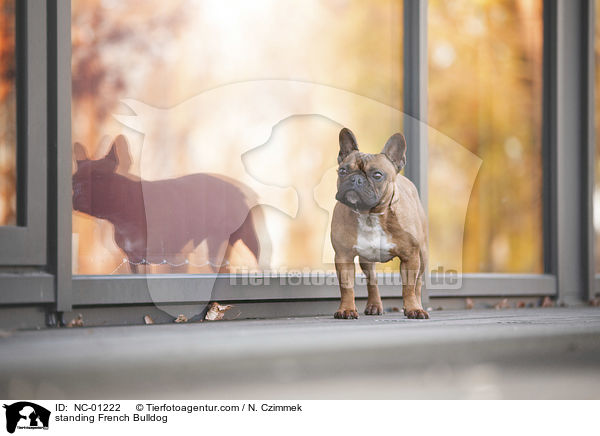 standing French Bulldog / NC-01222