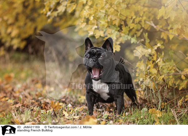 stehende Franzsische Bulldogge / standing French Bulldog / JAM-01169