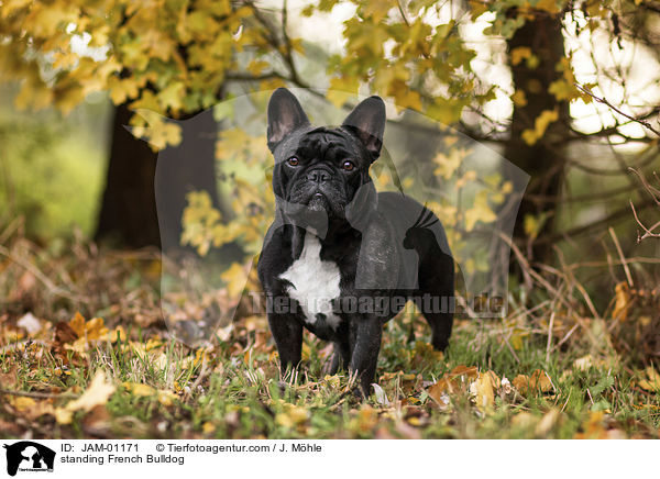 stehende Franzsische Bulldogge / standing French Bulldog / JAM-01171