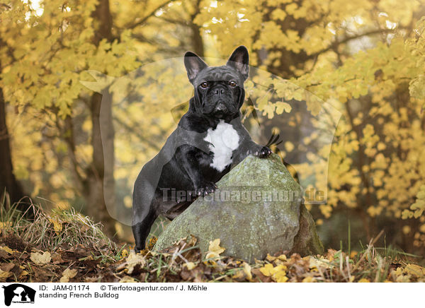 standing French Bulldog / JAM-01174