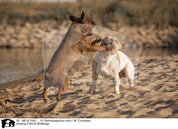 playing French Bulldogs / MC-01282