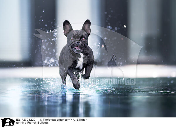 rennende Franzsische Bulldogge / running French Bulldog / AE-01220