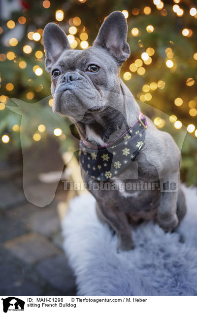 sitzende Franzsische Bulldogge / sitting French Bulldog / MAH-01298