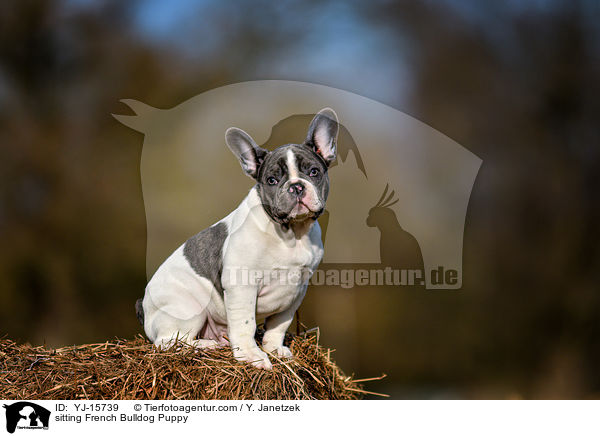 sitzender Franzsische Bulldogge Welpe / sitting French Bulldog Puppy / YJ-15739