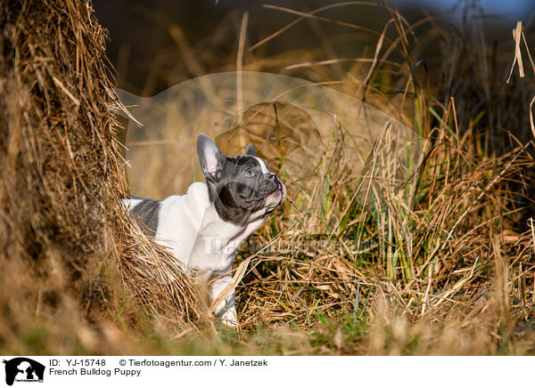 French Bulldog Puppy / YJ-15748