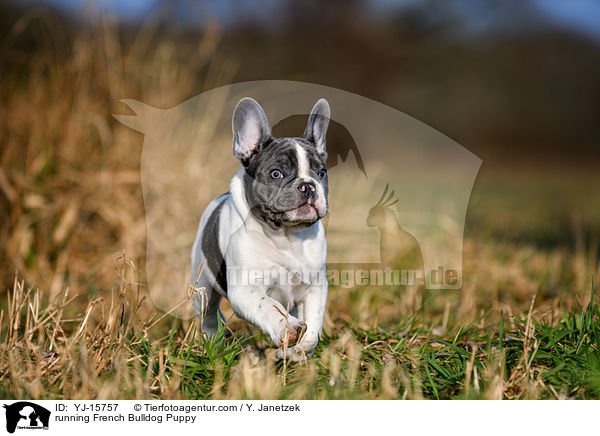 running French Bulldog Puppy / YJ-15757