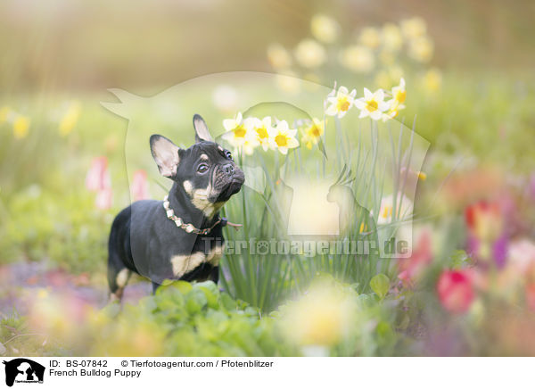 Franzsische Bulldogge Welpe / French Bulldog Puppy / BS-07842