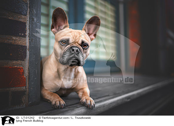 liegende Franzsische Bulldogge / lying French Bulldog / LT-01242