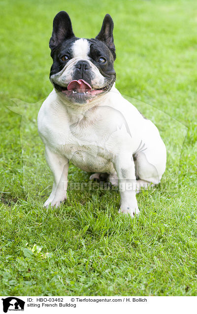sitzende Franzsische Bulldogge / sitting French Bulldog / HBO-03462