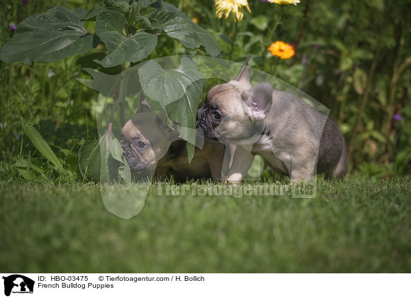 French Bulldog Puppies / HBO-03475