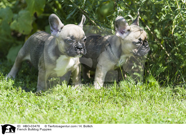 French Bulldog Puppies / HBO-03476