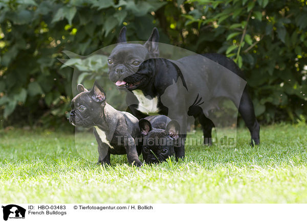 French Bulldogs / HBO-03483