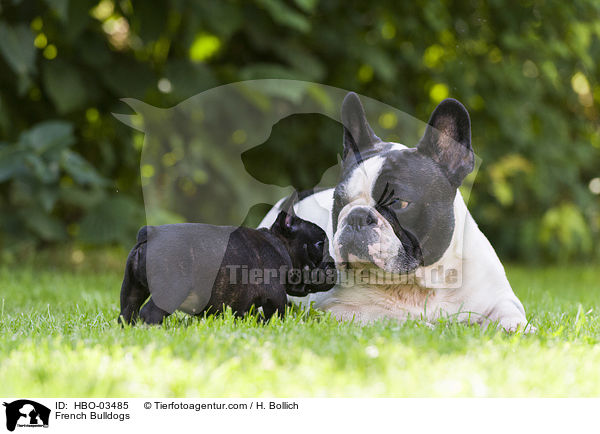 French Bulldogs / HBO-03485