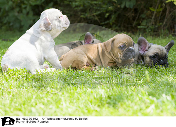 French Bulldog Puppies / HBO-03492
