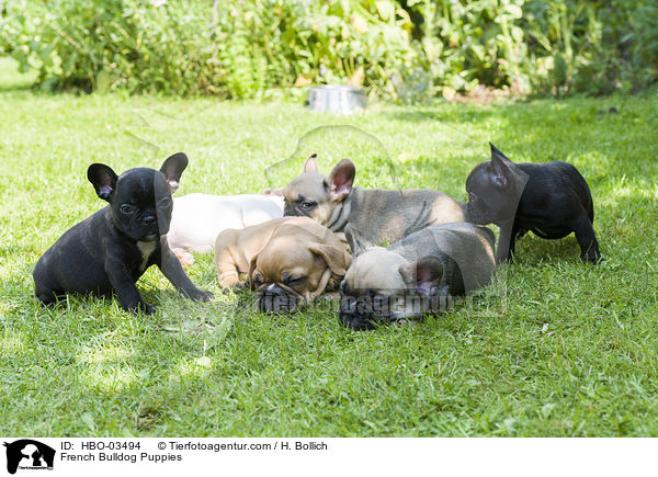French Bulldog Puppies / HBO-03494