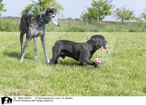 Franzsische Bulldogge mit Galgo Espanol / French Bulldog with Galgo Espanol / HBO-03503
