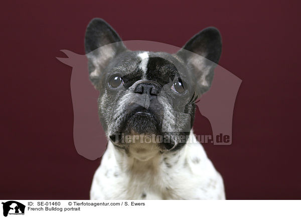 French Bulldog portrait / SE-01460