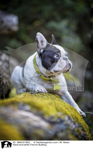 black-and-white French Bulldog / MAH-01682