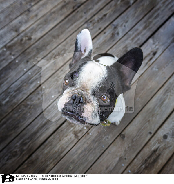 black-and-white French Bulldog / MAH-01690