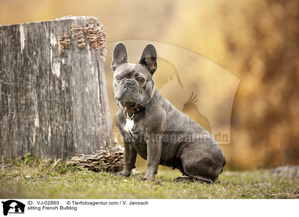 sitting French Bulldog / VJ-02860