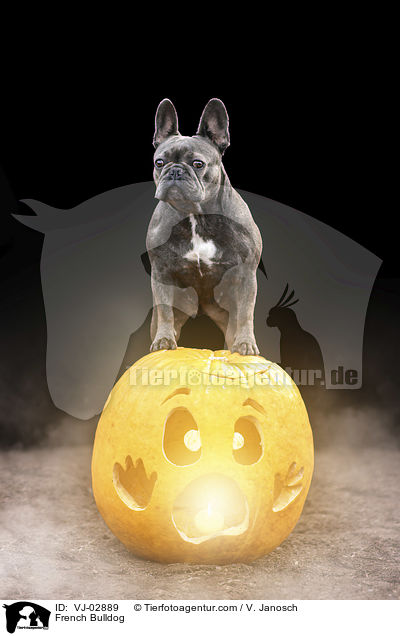 French Bulldog / VJ-02889