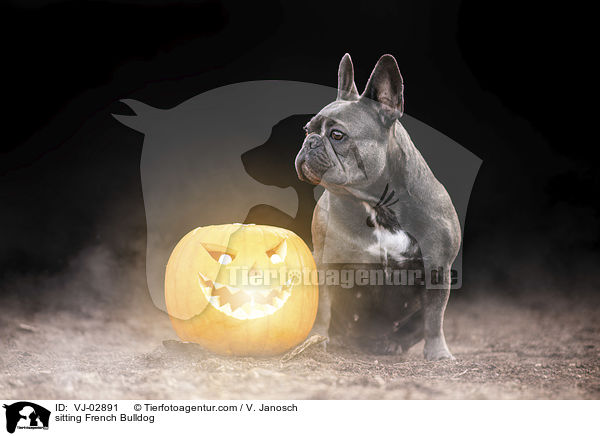 sitzende Franzsische Bulldogge / sitting French Bulldog / VJ-02891