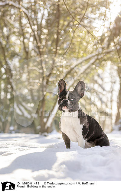 Franzsische Bulldogge im Schnee / French Bulldog in the snow / MHO-01473