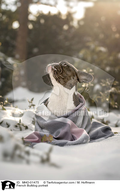 Franzsische Bulldogge Portrait / French Bulldog portrait / MHO-01475