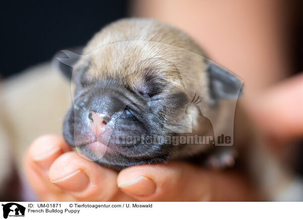 French Bulldog Puppy / UM-01871