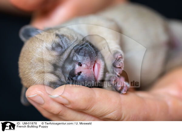 French Bulldog Puppy / UM-01876