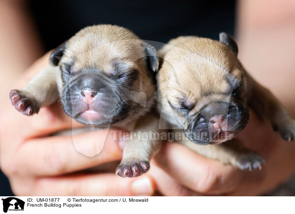 French Bulldog Puppies / UM-01877