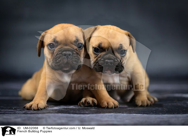French Bulldog Puppies / UM-02068